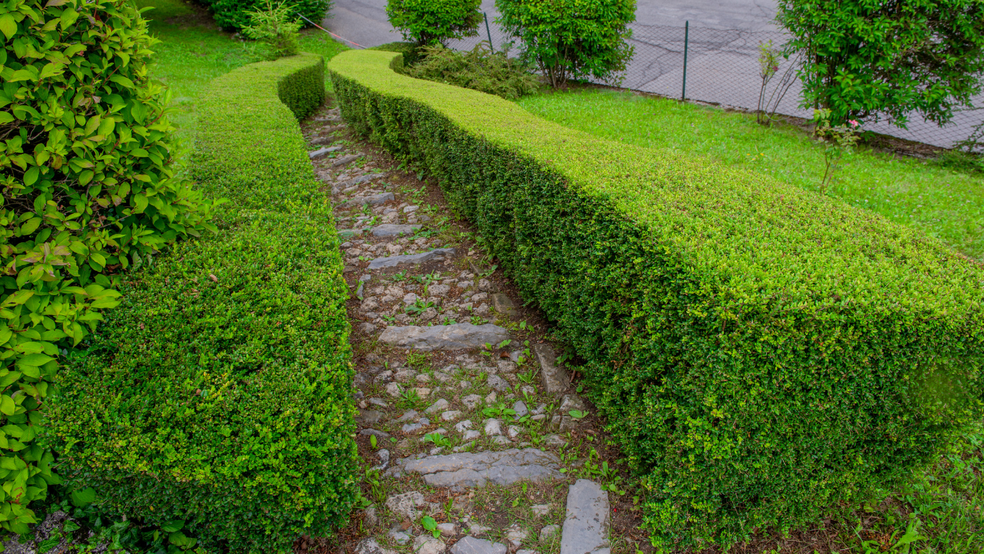 A stone path between two hedges in a garden